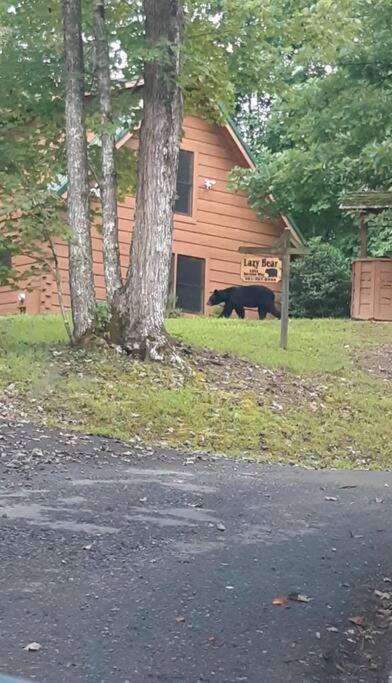 Lazy Bear Cabin Sevierville Kültér fotó